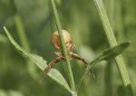 Spinne läuft runter