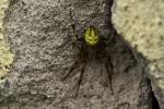 Unbekannte Spinne