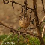 Spinnennest an einer alten Distel