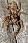 Springspinne