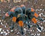 Clarissa die zweite - Brachypelma emilia