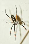 Nephila senegalensis annulata