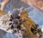 Gimli - Brachypelma smithi