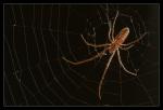 Spinne