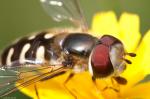 Augenblicke mit einer Schweebfliege