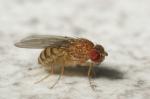 Drosophila melanogaster