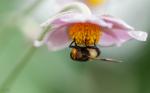 Gemeine Waldschwebfliege