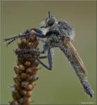 Robber-Fly II