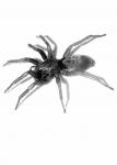 spinne 1