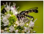 Fliege auf Blume