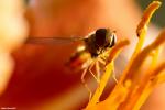 Schwebefliege beim Pollen naschen.