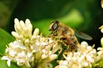 Schwebfliege Eristalis