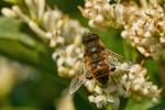 Schwebfliege Eristalis