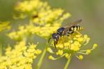 Wespe (Polistes biglumis)