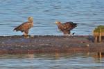 Seeadler 2