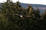 Seeadler im Anflug