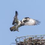 Fischadler im Landeanflug