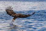 Seeadler Lofoten