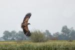 Seeadler