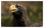 Seeadler