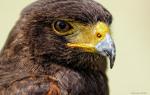 Bussard1