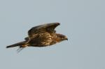 Bussard