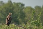 Seeadler