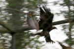 Verunglückter Mitzieher im Zoo Dortmund