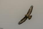 Bussard1