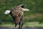 Seeadler nachbearbeitet