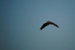 Greifvogel mit Spiegeltele