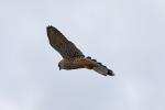 Bussard