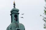 Zwei Adler am Kirchturm