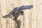 Bussard