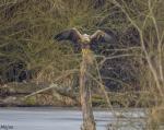 Seeadler 2