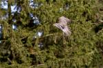 Sakerfalke im Jagdflug