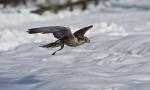 Sakerfalke im Vorbeiflug