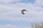 Lannerfalke beim Abflug 2