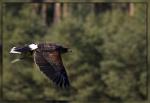 Harris Hawk an Tower!