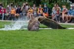 Seeadler