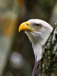 Weisskopf Seeadler