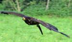 Junger Weißkopfseeadler im Flug