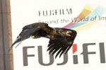 Fuji-Adler