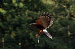 Harris Hawk, Hellenthal