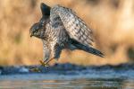 landing sparrowhawk 1