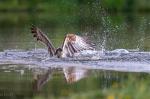 osprey