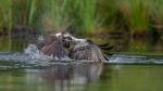 osprey