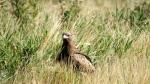 Schrei(t)adler im Gras 2