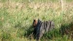 Schrei(t)adler im Gras 3