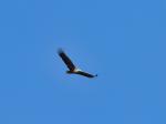 Seeadler